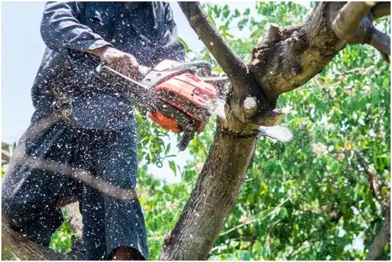 tree services Browns Lake